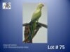 0-1 '23 Ringneck Parakeet: Violet-green/blue/dun-fallow - Herbst & Seuns Vo&euml;lboerdery