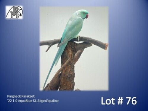 1-0 '22 Ringneck Parakeet: AquaBlue SL.Edged/opaline - Herbst & Seuns Vo&euml;lboerdery