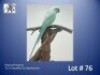1-0 '22 Ringneck Parakeet: AquaBlue SL.Edged/opaline - Herbst & Seuns Vo&euml;lboerdery