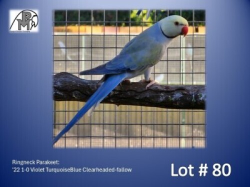 1-0 '22 Ringneck Parakeet: Violet TurquoiseBlue Clearheaded-fallow - Mike Riley