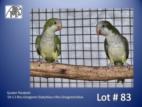 1-1 '24 Quaker Parakeet: Rec.Greygreen Slaty/blue x Rec.Greygreen/blue - Fanie Klopper