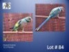 1-0 '22 Malabar Parakeet: Normal - Fanie Klopper