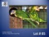 1-1 '25/'24 Lorikeet: Swainson: Green Pied x Green Pied - Fanie Klopper