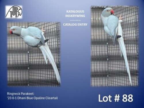 0-1 '23 Ringneck Parakeet: Dhani Blue Opaline Cleartail - Marius Kriel