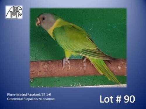 1-0 '24 Plum-headed Parakeet: Green/blue/?opaline/?cinnamon - E B Shaik