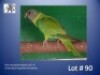 1-0 '24 Plum-headed Parakeet: Green/blue/?opaline/?cinnamon - E B Shaik