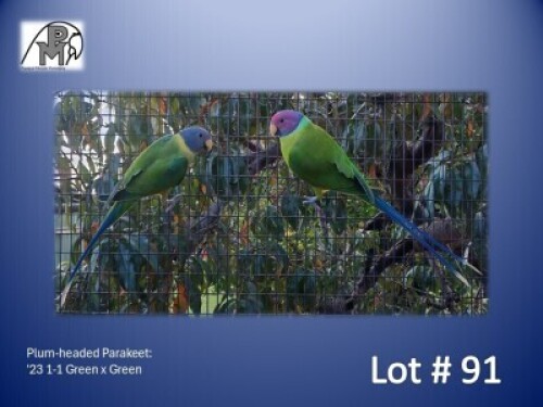 1-1 '23 Plum-headed Parakeet: Green x Green - E B Shaik
