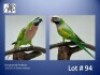 1-1 '23/'22 Moustached Parakeet: Green x Green - Herbst & Seuns Vo&euml;lboerdery
