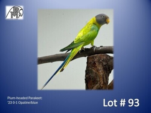 0-1 '23 Plum-headed Parakeet: Opaline/blue - Herbst & Seuns Vo&euml;lboerdery