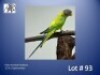 0-1 '23 Plum-headed Parakeet: Opaline/blue - Herbst & Seuns Vo&euml;lboerdery