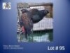 1-1 '23/'24 Pionus: Bronze-winged: Normal x Normal - Mark Evans