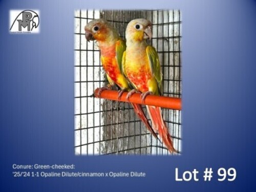 1-1 '25/'24 Conure: Green-cheeked: Opaline Dilute/cinnamon x Opaline Dilute - Fanie Klopper
