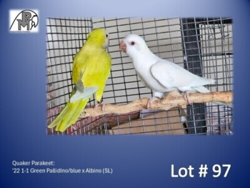 1-1 '22 Quaker Parakeet: Green PallidIno/blue x Albino (SL) - Mark Evans