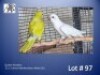 1-1 '22 Quaker Parakeet: Green PallidIno/blue x Albino (SL) - Mark Evans