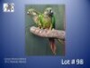 1-1 '24 Conure: Maroon-bellied: Normal x Normal - Fanie Klopper