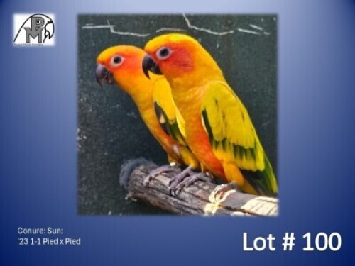 1-1 '23 Conure: Sun: Pied x Pied - Fanie Klopper