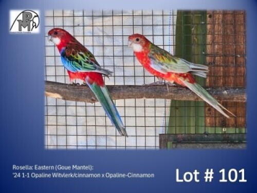 1-1 '24 Rosella: Eastern (Goue Mantel): Opaline Witvlerk/cinnamon x Opaline-Cinnamon - Fanie Klopper