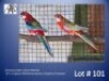 1-1 '24 Rosella: Eastern (Goue Mantel): Opaline Witvlerk/cinnamon x Opaline-Cinnamon - Fanie Klopper