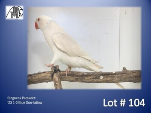1-0 '23 Ringneck Parakeet: Blue Dun-fallow - Piet Jacobs