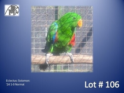 1-0 '24 Eclectus: Solomon: Normal - Birds Haven