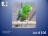 1-0 '24 Eclectus: Solomon: Normal - Birds Haven