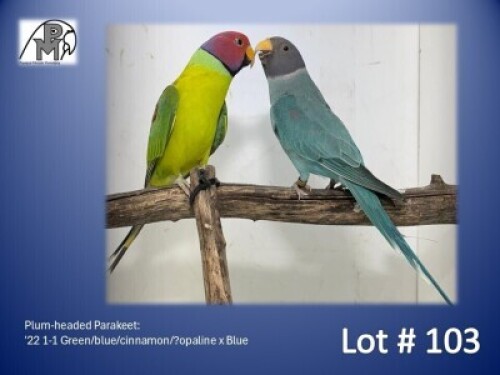 (Only Cock) 1-0 '22 Plum-headed Parakeet: Green/blue/cinnamon/?opaline - Piet Jacobs