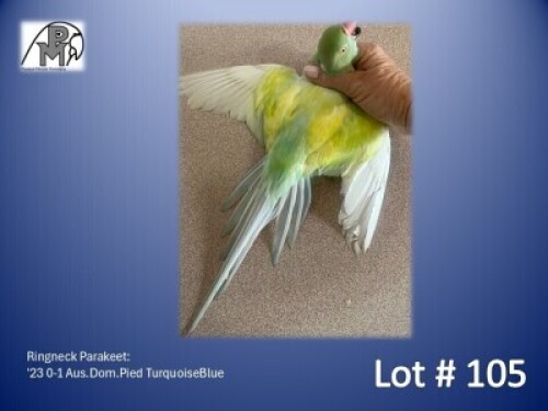 0-1 '23 Ringneck Parakeet: Aus.Dom.Pied TurquoiseBlue - Birds Haven