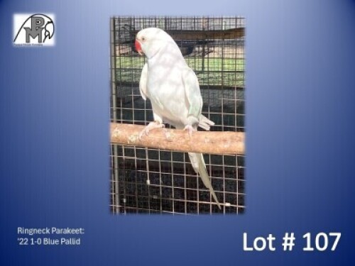 1-0 '22 Ringneck Parakeet: Blue Pallid - Birds Haven