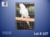 1-0 '22 Ringneck Parakeet: Blue Pallid - Birds Haven