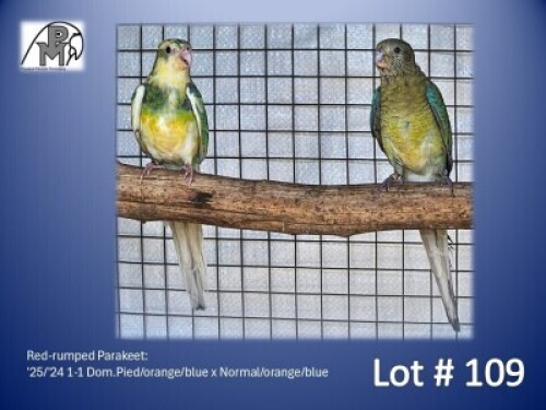 1-1 '25/'24 Red-rumped Parakeet: Dom.Pied/orange/blue x Normal/orange/blue - Fanie Klopper