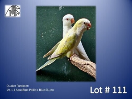 1-1 '24 Quaker Parakeet: AquaBlue Pallid x Blue SL.Ino - Fanie Klopper