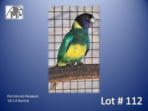 1-0 '24 Port-lincoln Parakeet: Normal - Fanie Klopper