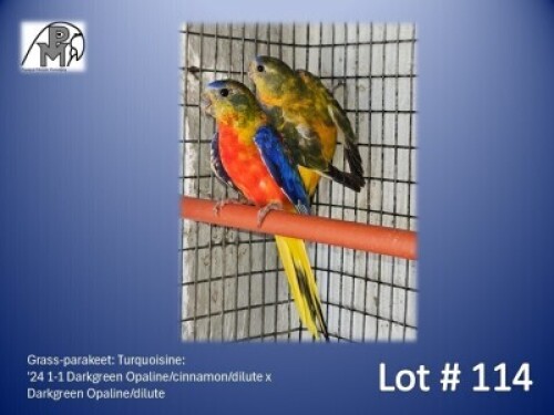 1-1 '24 Grass-parakeet: Turquoisine: Darkgreen Opaline/cinnamon/dilute x Darkgreen Opaline/dilute - Mark Evans