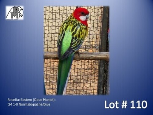 1-0 '24 Rosella: Eastern (Goue Mantel): Normal/opaline/blue - Fanie Klopper