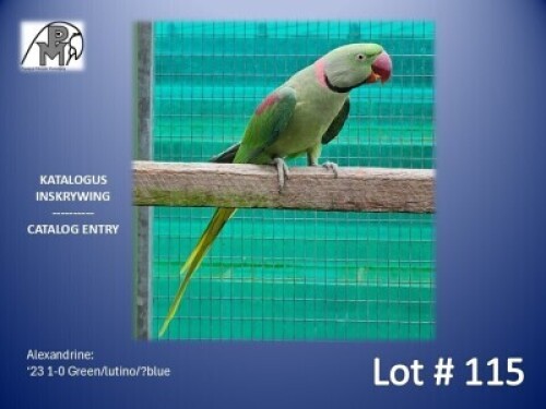 1-0 '23 Alexandrine: Green/lutino/?blue - Hugo Niebuhr
