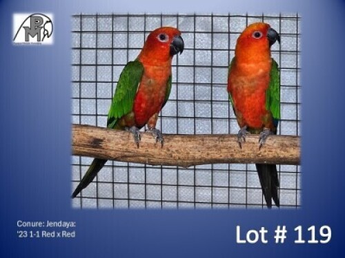 1-1 '23 Conure: Jendaya: Red x Red - Kobus Verryne