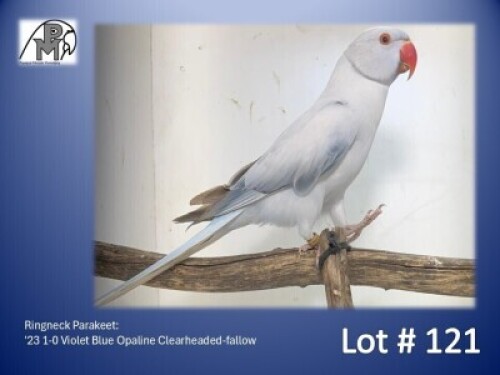 1-0 '23 Ringneck Parakeet: Violet Blue Opaline Clearheaded-fallow - Piet Jacobs