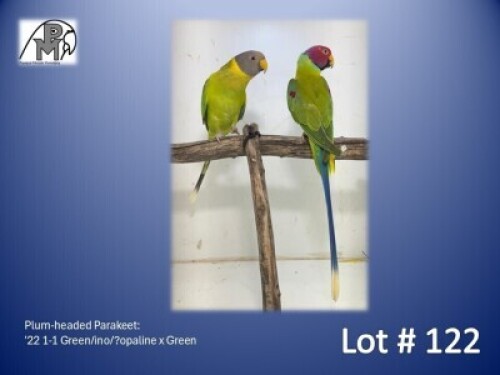 1-1 '22 Plum-headed Parakeet: Green/ino/?opaline x Green - Piet Jacobs