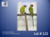 1-1 '22 Plum-headed Parakeet: Green/ino/?opaline x Green - Piet Jacobs