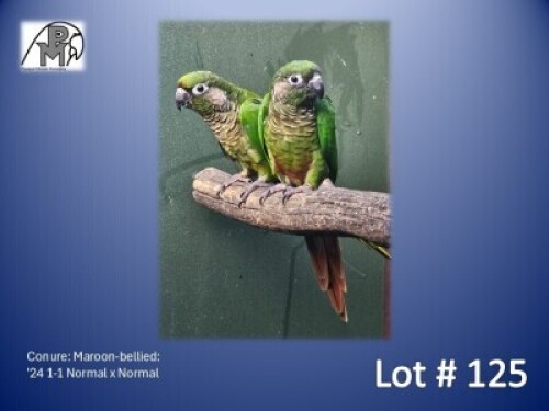 1-1 '24 Conure: Maroon-bellied: Normal x Normal - Fanie Klopper