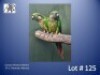 1-1 '24 Conure: Maroon-bellied: Normal x Normal - Fanie Klopper