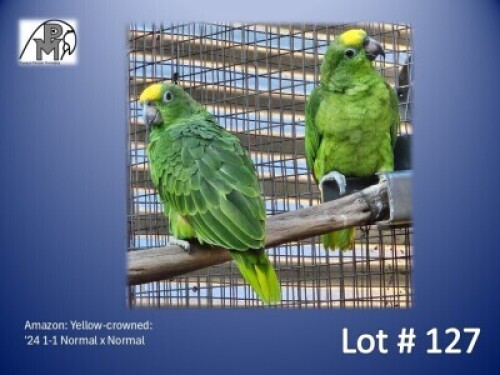 1-1 '24 Amazon: Yellow-crowned: Normal x Normal - Mark Evans