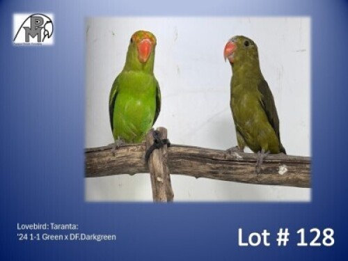 1-1 '24 Lovebird: Taranta: Green x DF.Darkgreen - Piet Jacobs