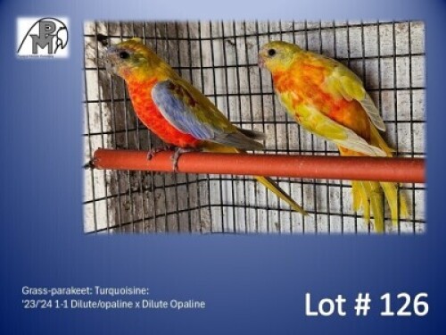 1-1 '23/'24 Grass-parakeet: Turquoisine: Dilute/opaline x Dilute Opaline - Mark Evans