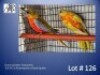 1-1 '23/'24 Grass-parakeet: Turquoisine: Dilute/opaline x Dilute Opaline - Mark Evans