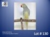 1-0 '23 Ringneck Parakeet: Dark AquaBlue Cleartail - Piet Jacobs