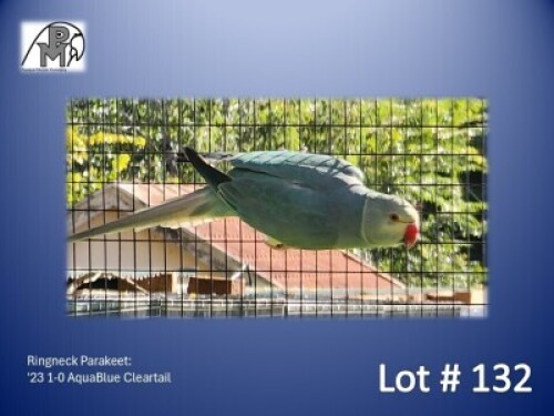 1-0 '23 Ringneck Parakeet: AquaBlue Cleartail - Mike Riley