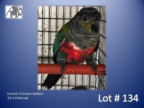 1-0 '24 Conure: Crimson-bellied: Normal - Fanie Klopper