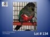 1-0 '24 Conure: Crimson-bellied: Normal - Fanie Klopper