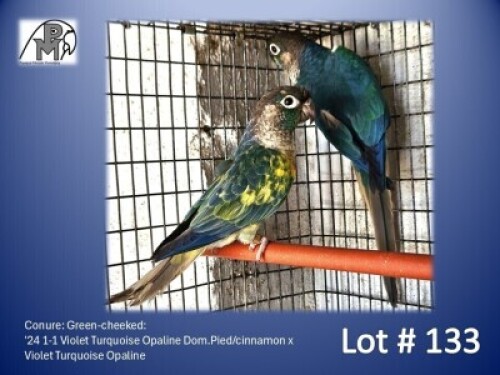 1-1 '24 Conure: Green-cheeked: Violet Turquoise Opaline Dom.Pied/cinnamon x Violet Turquoise Opaline - Fanie Klopper